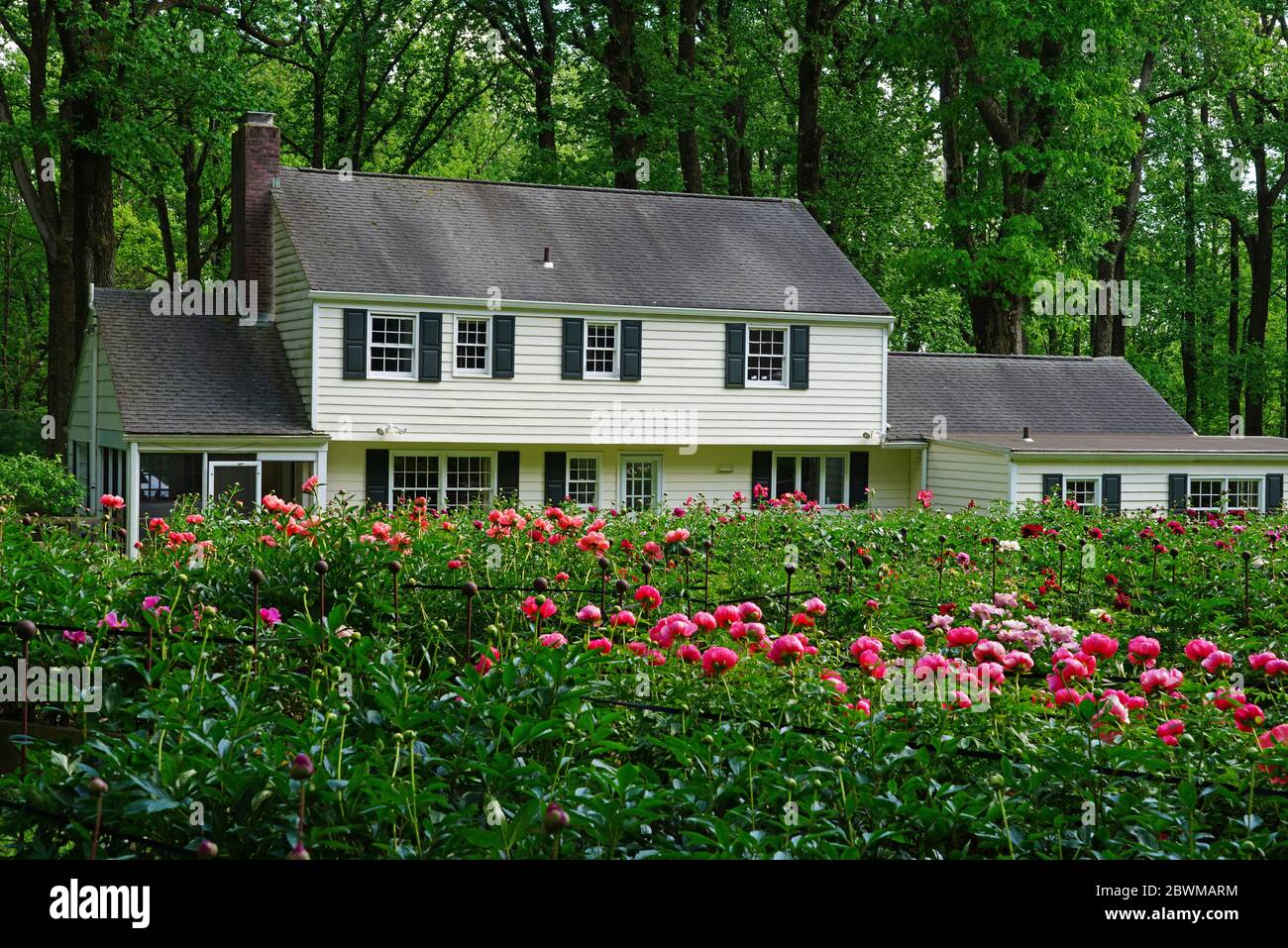 BERNARDSVILLE, NJ -30 MAGGIO 2020- Vista dell'invidia di Peony, un giardino di esposizione di peony farm con fiori di peonia in fiore a Bernardsville, New Jersey. Foto Stock