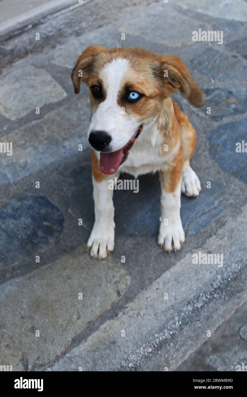 Cane unico vagante con diversi colori degli occhi Foto Stock