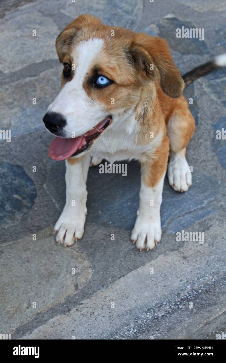 Ritratto di un cane vagato con diversi colori degli occhi Foto Stock