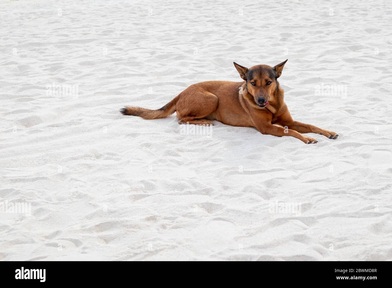 Red dog rilassante distendersi sulla spiaggia di sabbia bianca Foto Stock