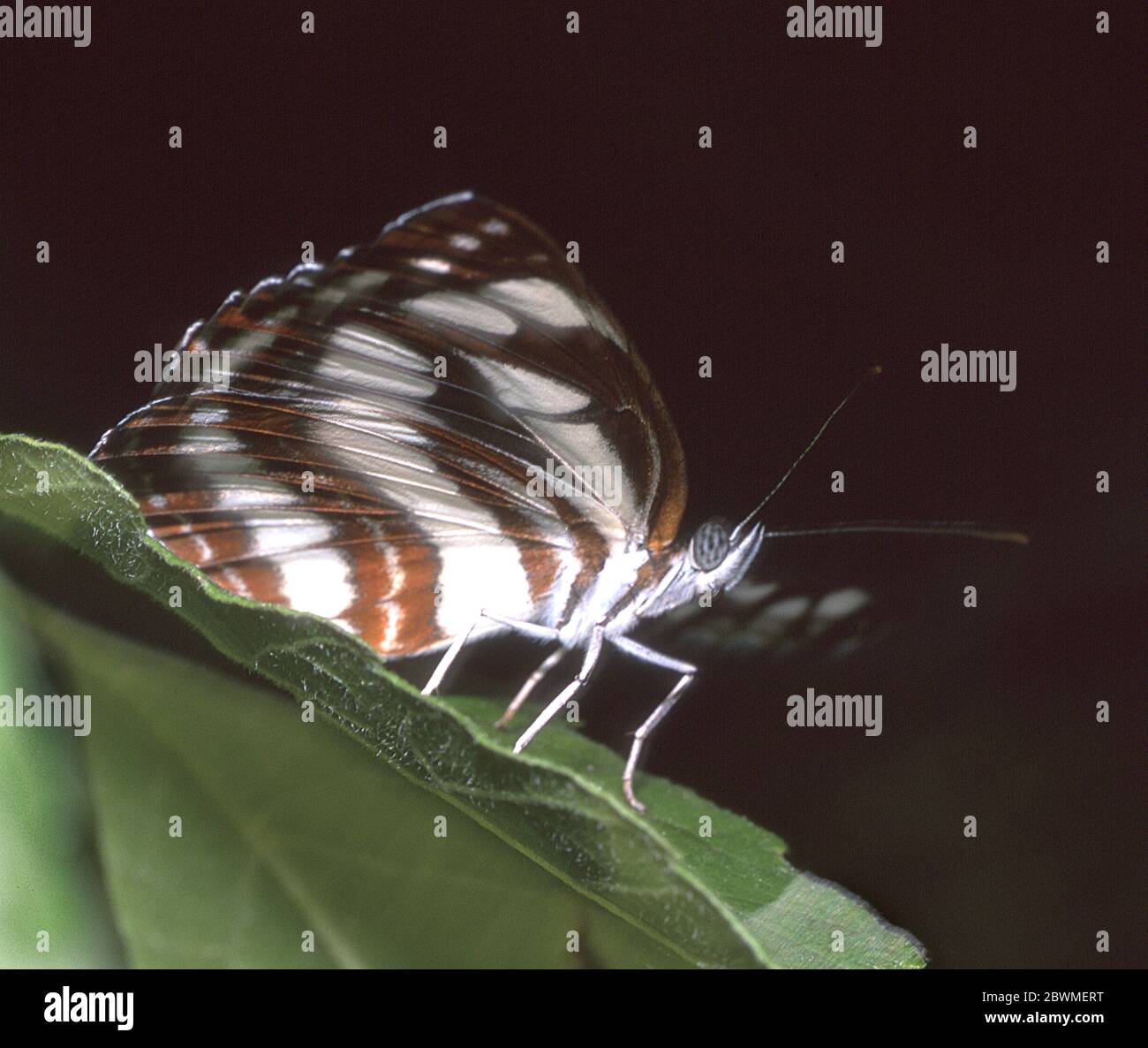 Butterfly, Neptis sappho, Common Glider, Bulgaria Foto Stock