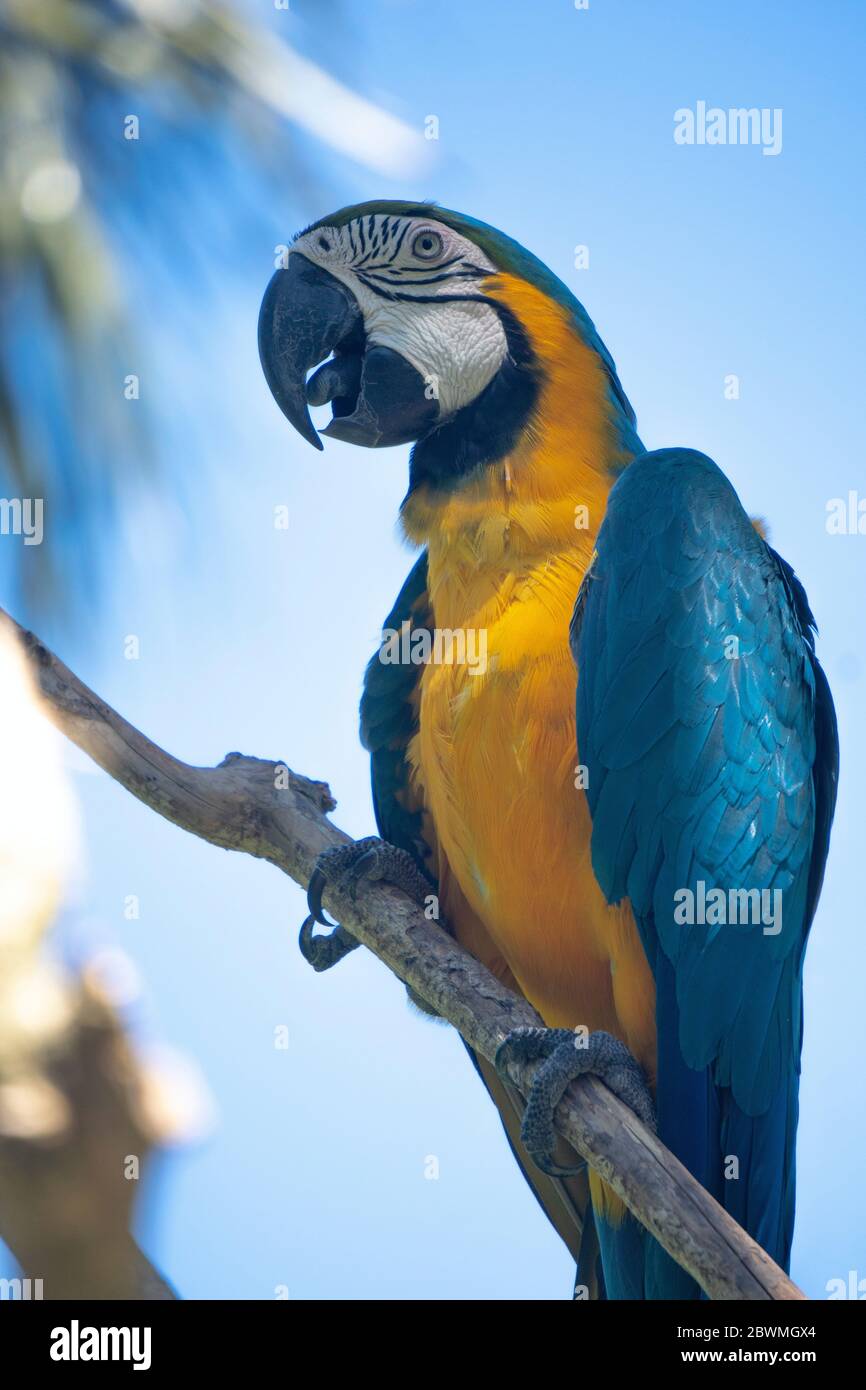 due e un macaw blu e giallo arroccato sul ramoscello Foto Stock