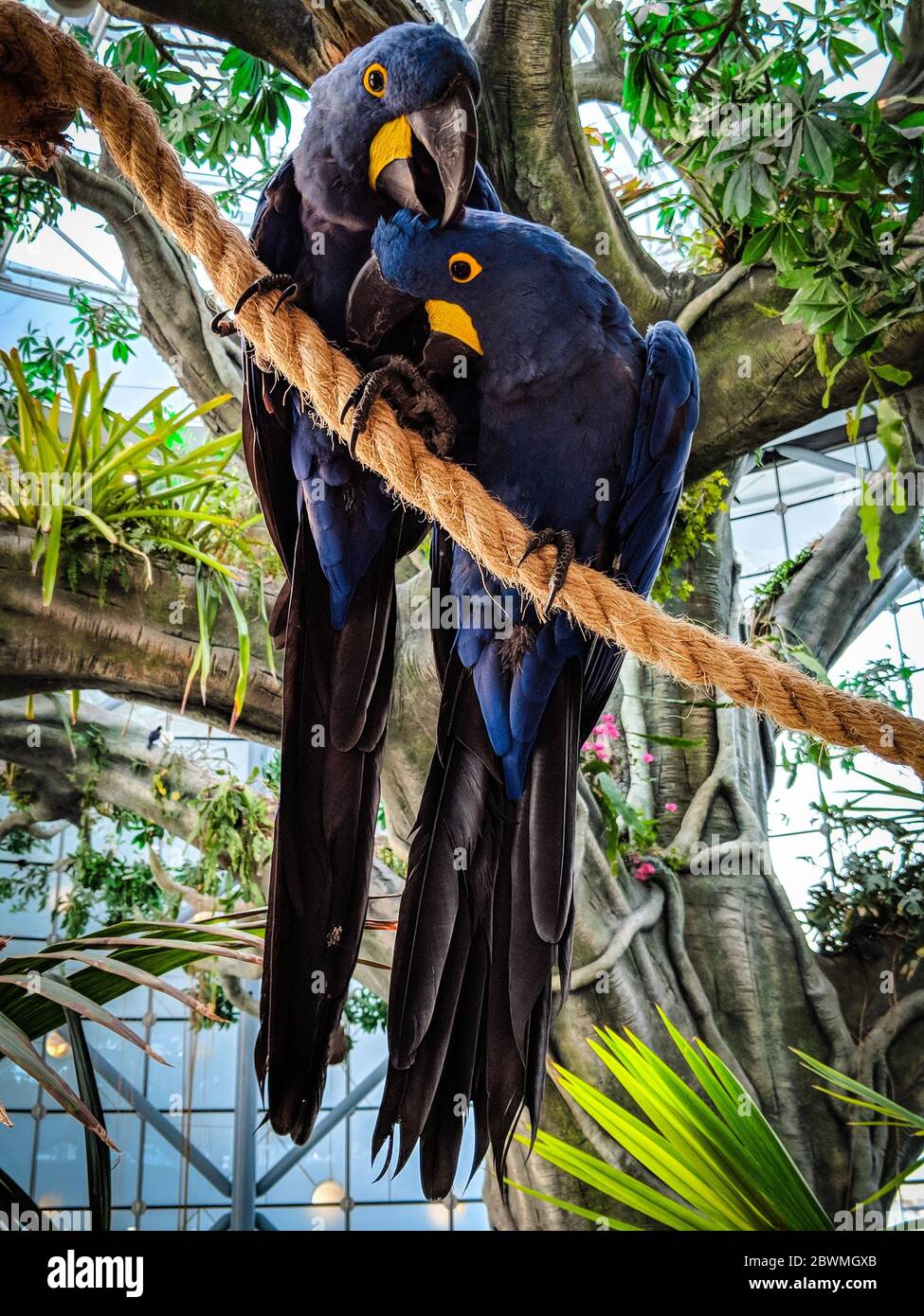 due e un macaw blu e giallo arroccato sul ramoscello Foto Stock