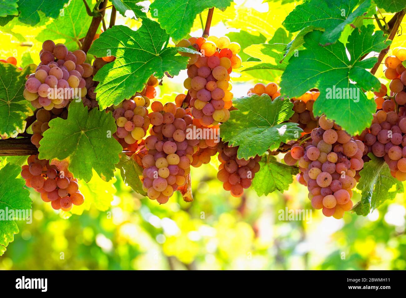 Mazzo di uve rosa sulla vite Foto Stock