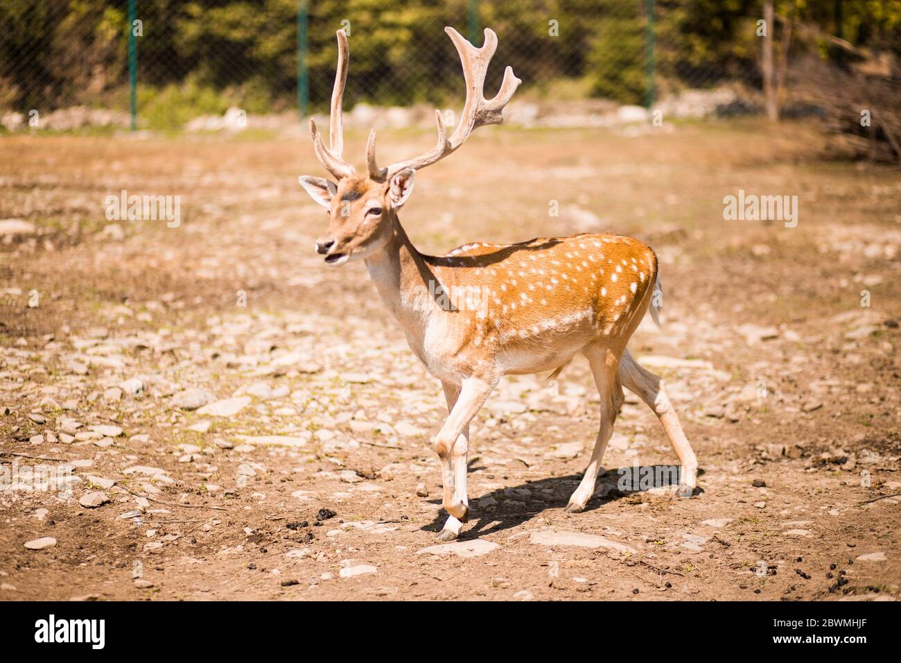 Carino daino macchiato è mammifero ruminante appartenente alla famiglia Cervidae. Allaccia i cervi nella foresta estiva Foto Stock