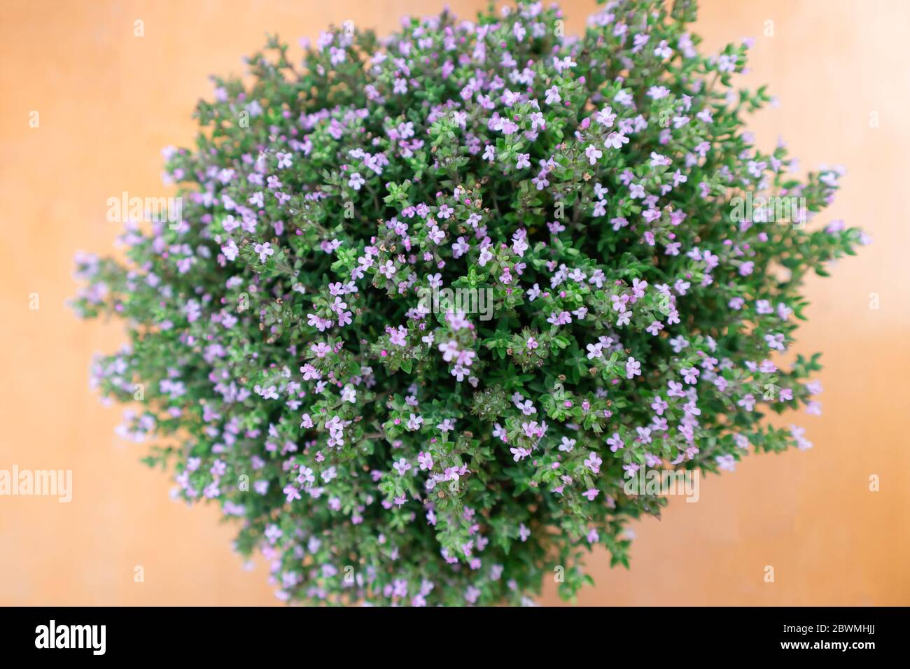 Primo piano, macro di piante di timo fiorite, piccoli fiori viola, piante aromatiche per uso culinario e aromaterapico, sfondo arancione luminoso. Opzioni Foto Stock