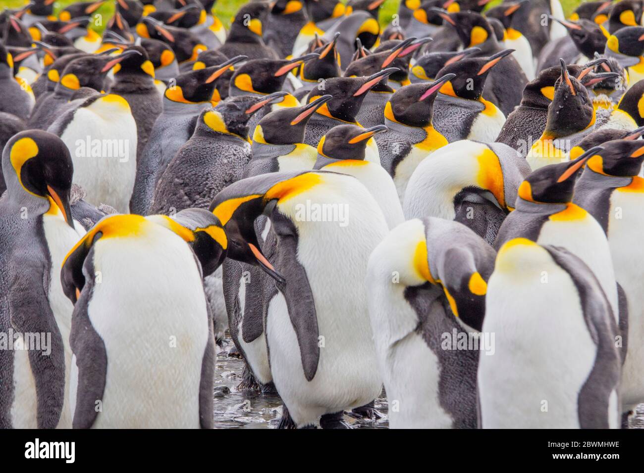 Scenario di colonia di pinguini nell'oceano antartico. Foto Stock