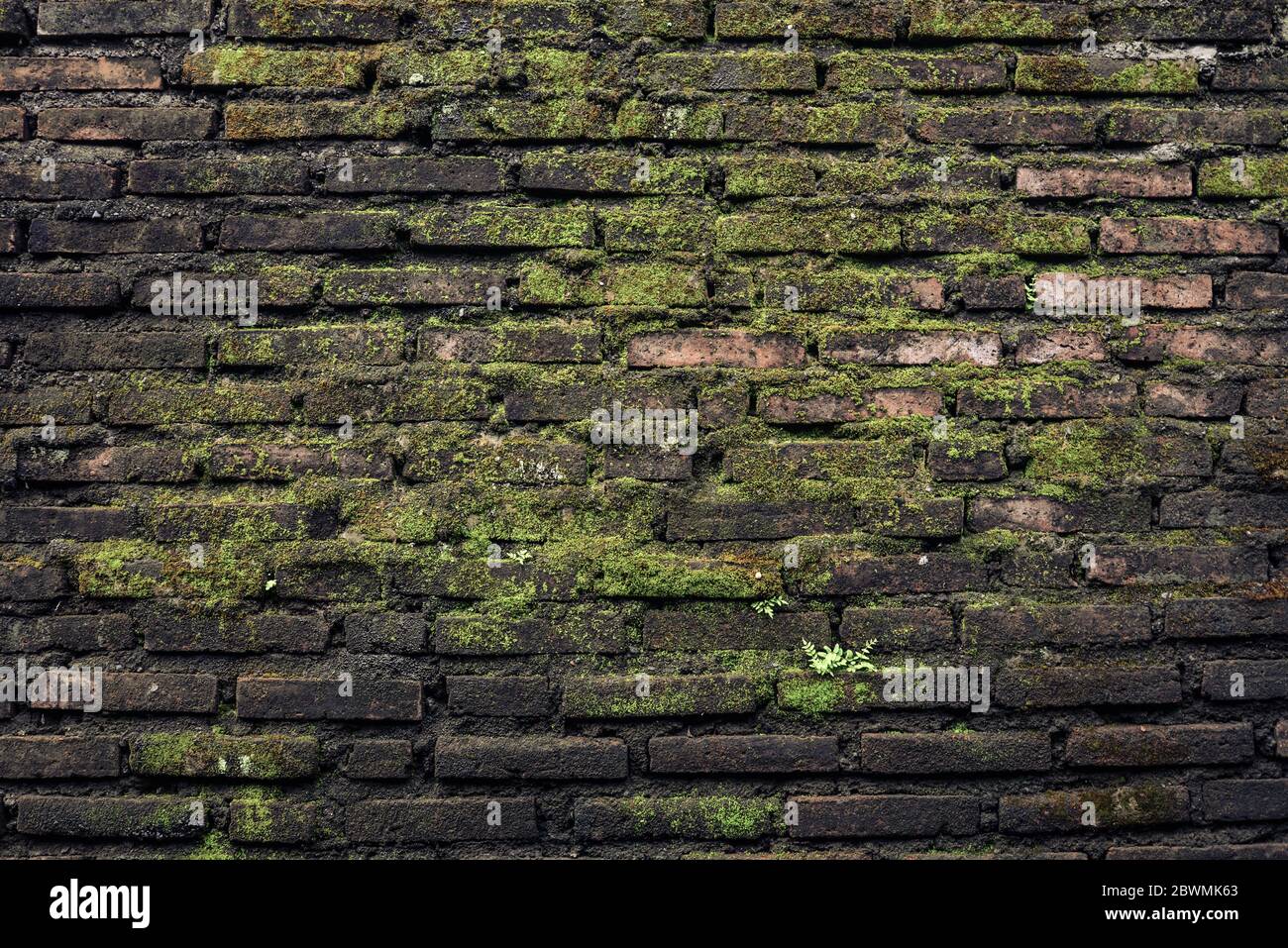 Vecchio muro di mattoni ricoperti di muschio. Sfondo grunge Foto Stock
