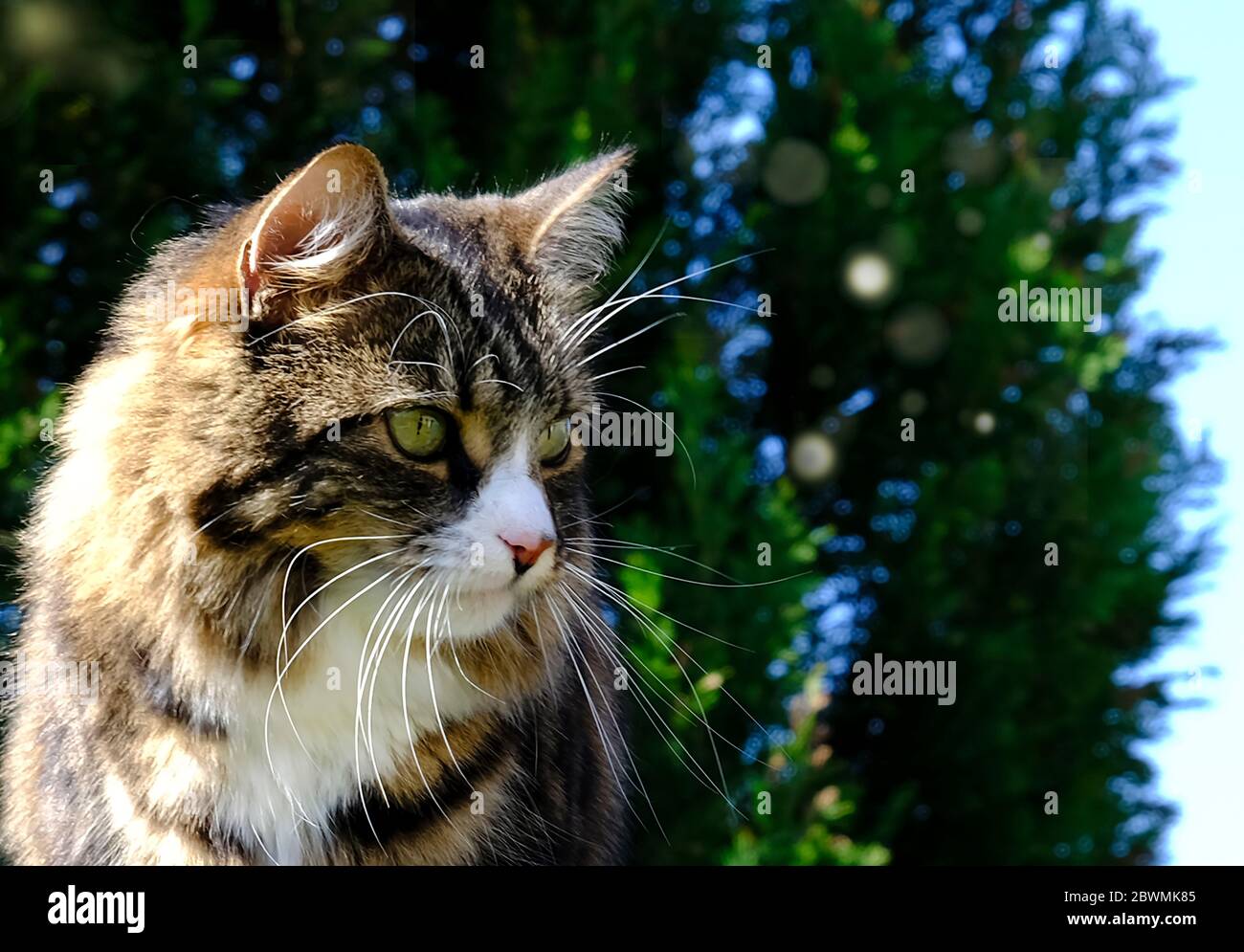 Un bel gatto tabby dai capelli lunghi con conifere e un cielo blu luminoso sullo sfondo Foto Stock