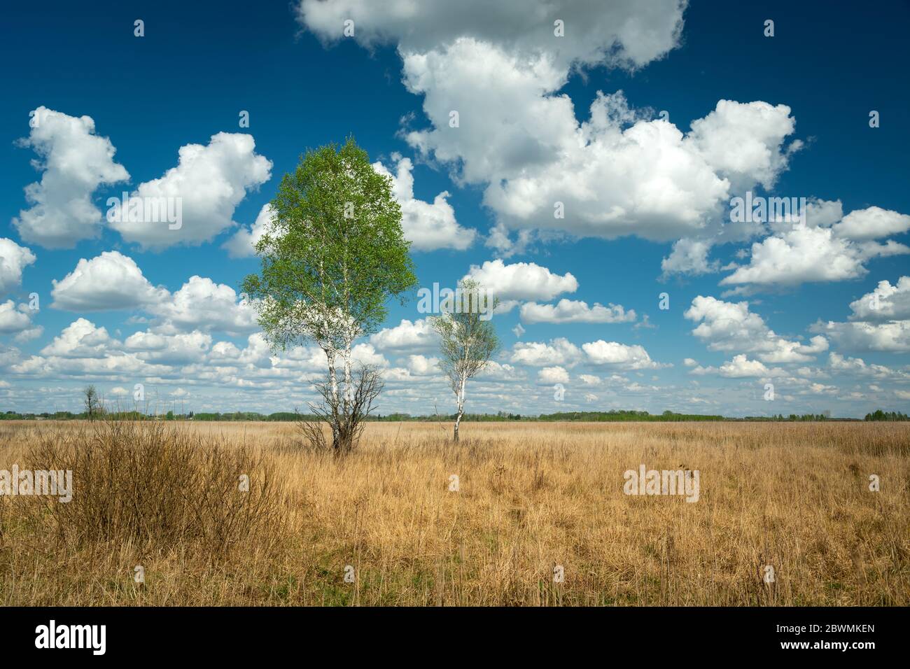 Alberi di betulla con foglie verdi, erba secca gialla, nuvole bianche su un cielo blu Foto Stock Alberi di betulla con foglie verdi, erba secca gialla, nuvole bianche su un cielo blu Foto Stock