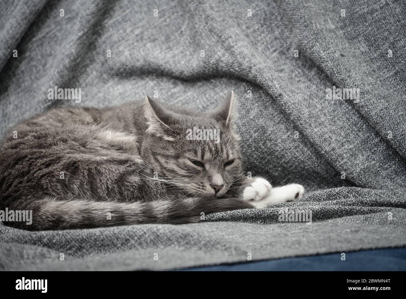 Gatto grigio che dorme sul divano a casa guardaroba Foto Stock
