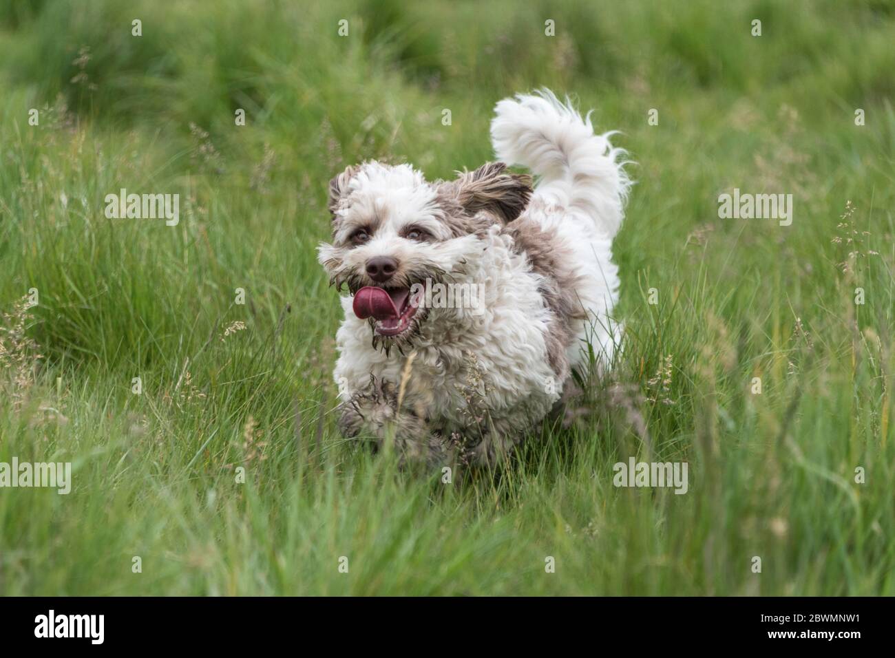 Australian Labradoodle, Chocolate parti, 9 mesi, maschio, UK. Foto Stock