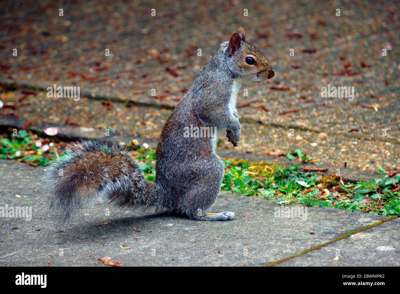 SCOIATTOLO GRIGIO SCAVANDO IL PRATO PER I SUOI DADI! Foto Stock