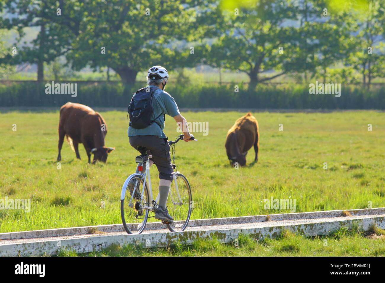 In bicicletta, pedalando lungo il sentiero nelle paludi di Seaton, Devon passando le mucche nel campo. Foto Stock