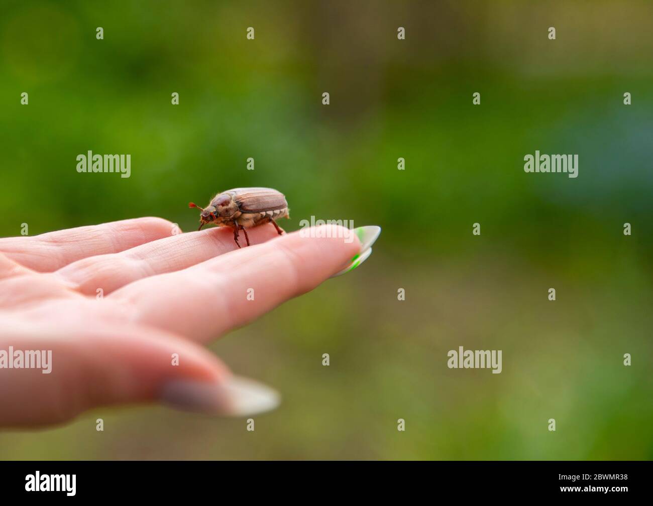 scarafaggio su un dito femminile, fondo verde morbido. Foto Stock