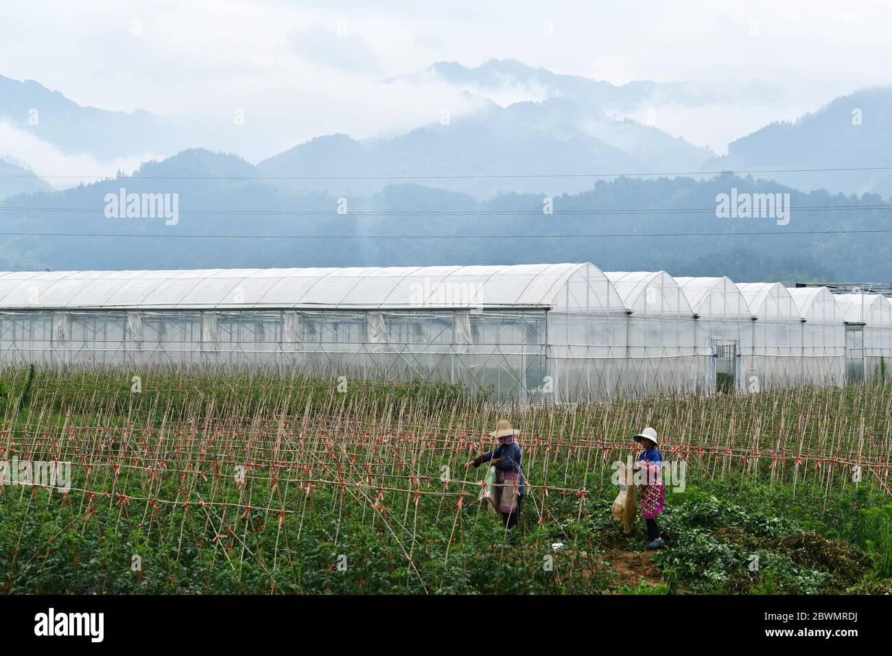 Rongjiang, provincia cinese di Guizhou. 2 Giugno 2020. Gli abitanti di un villaggio lavorano su un campo in una zona di diga nella contea di Rongjiang, provincia di Guizhou della Cina sudoccidentale, 2 giugno 2020. Rongjiang è una delle nove regioni a livello di contea che non hanno ancora sconvolto la povertà a Guizhou. Per aiutare la gente del posto a liberarsi della povertà, la contea ha promosso le industrie di pepi caldi, pomodoro, melanzane e piantagione di frutti di passione da quest'anno. Credit: Yang Wenbin/Xinhua/Alamy Live News Foto Stock