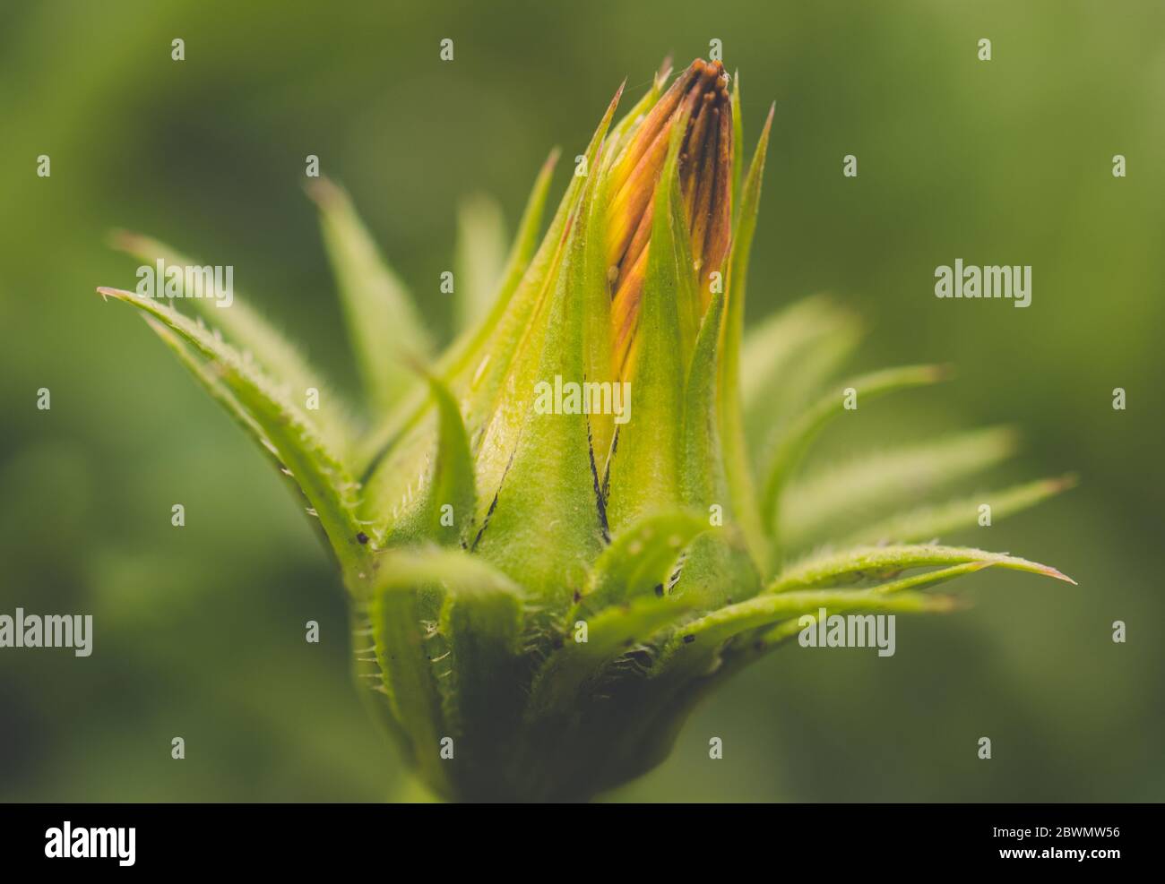 Gazania fiore gemma sotto la pioggia Foto Stock