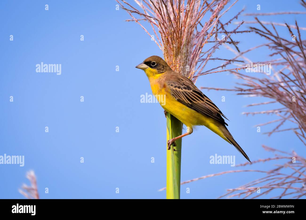 Il bunging a testa nera è un uccello passerino della famiglia Emberizidae. Foto Stock