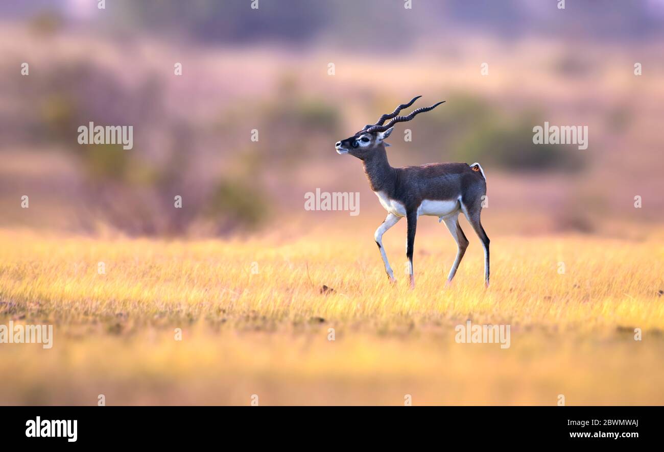 Il blackbuck, conosciuto anche come antilope indiano, è un antilope trovato in India, Nepal e Pakistan. Foto Stock