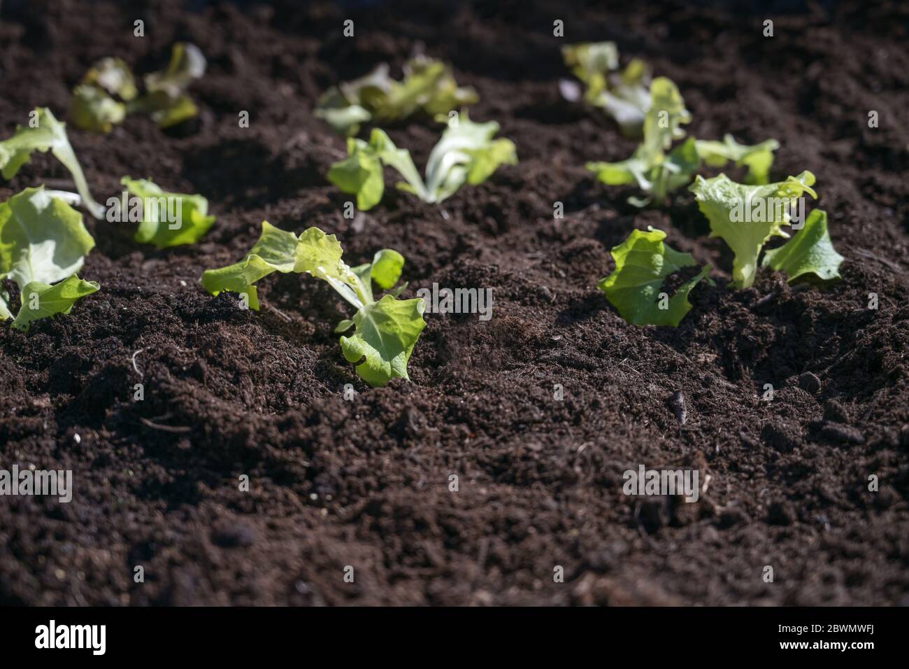 Piantate di fresco giovani piante di lattuga in terreno scuro in una patch, coltivazione di verdure in giardino, spazio copia, fuoco selezionato, profondità di campo stretta Foto Stock