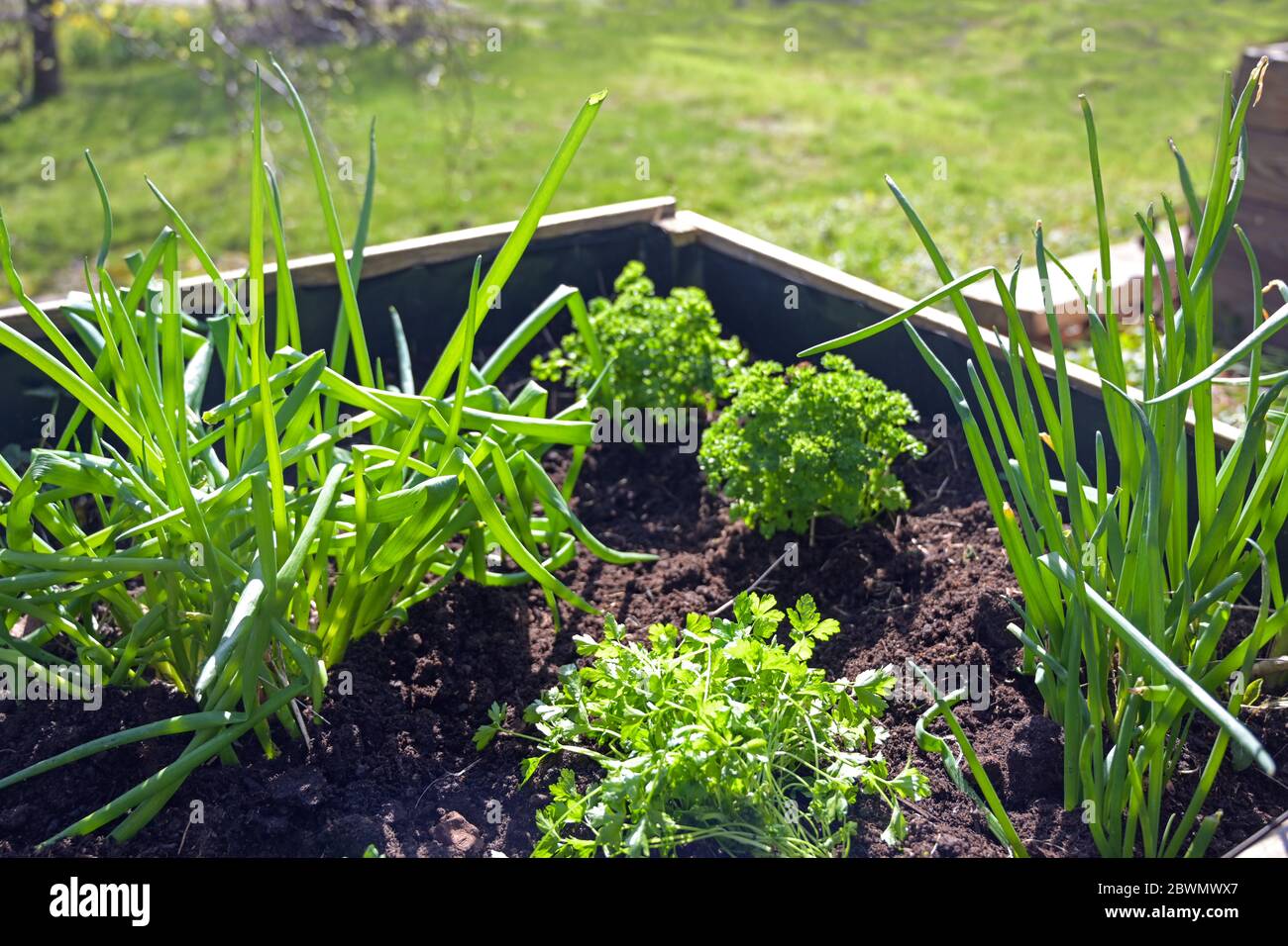 Letto di erbe in legno rialzato con prezzemolo e cipolle in un giardino di campagna, fuoco selezionato, profondità di campo stretta Foto Stock