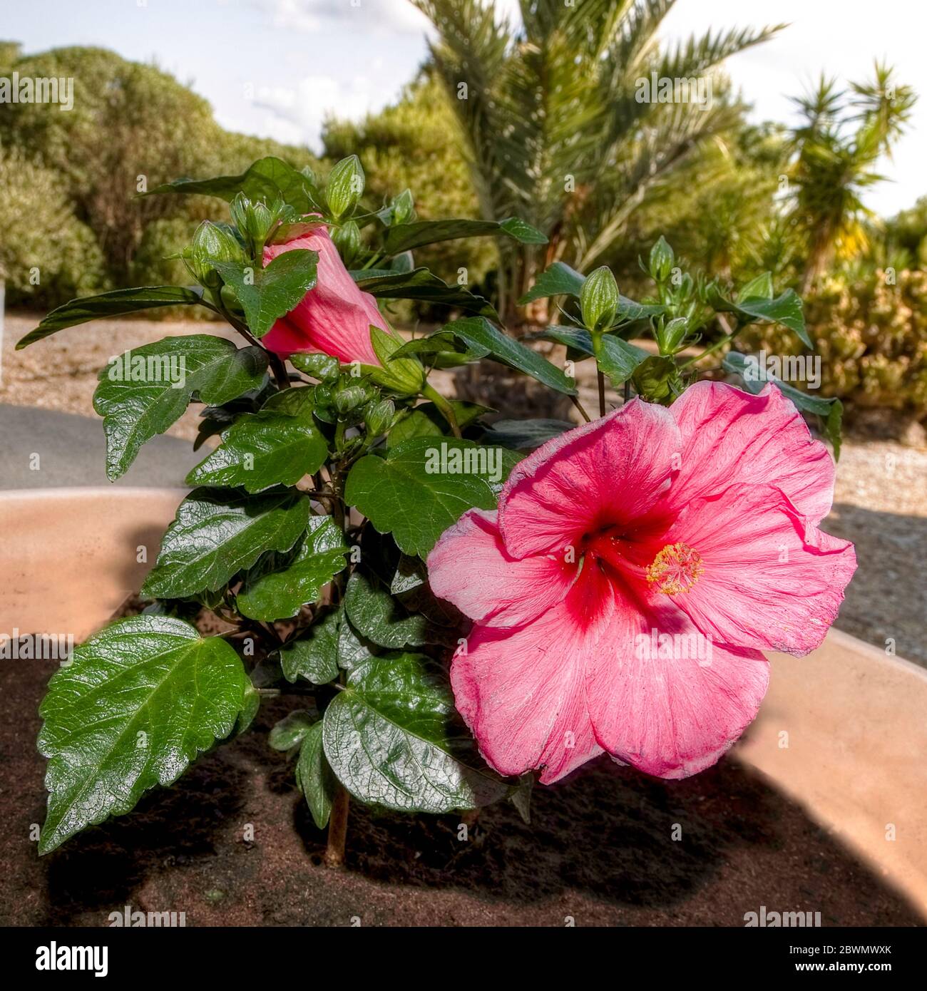 Fiore di Hibiscus. Isolated.Close-up immagine di un fiore rosa di ibisco. Immagine stock. Foto Stock