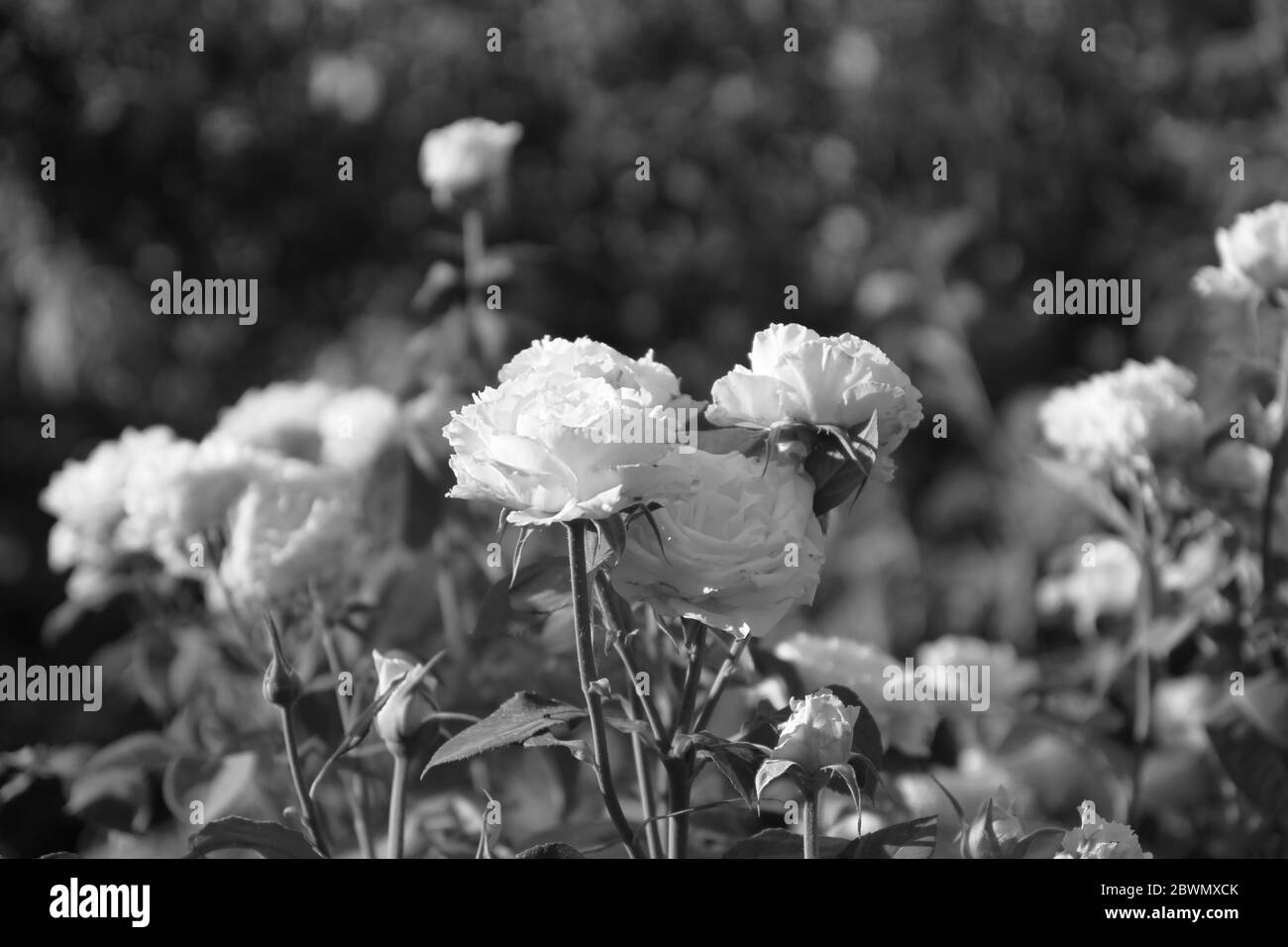 rosa gotica bianca e nera in giardino, macro primo piano Foto Stock