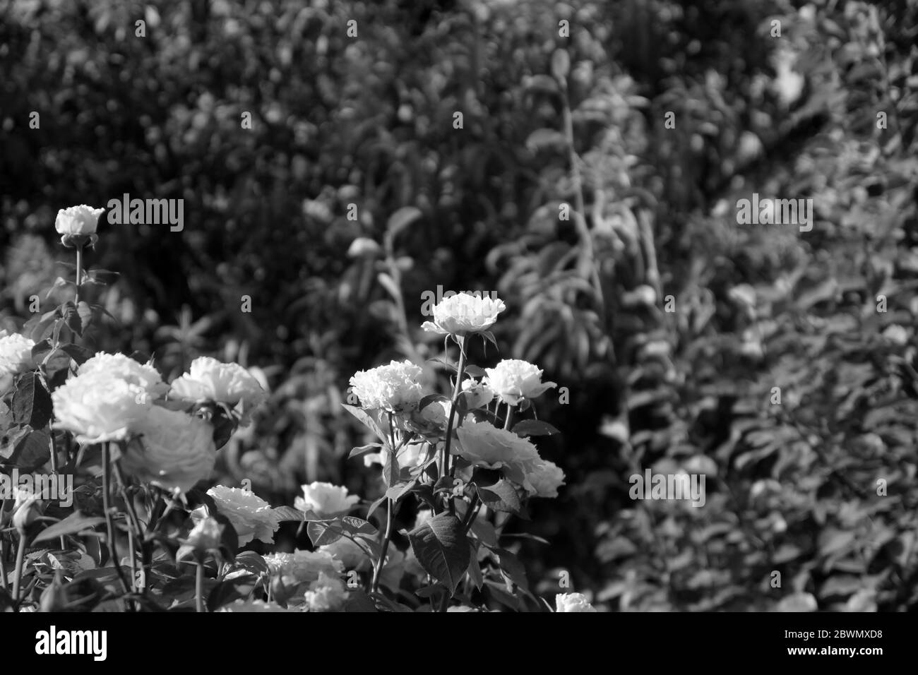 rosa gotica bianca e nera in giardino, macro primo piano Foto Stock