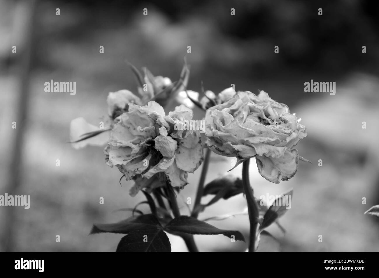 rosa gotica bianca e nera in giardino, macro primo piano Foto Stock
