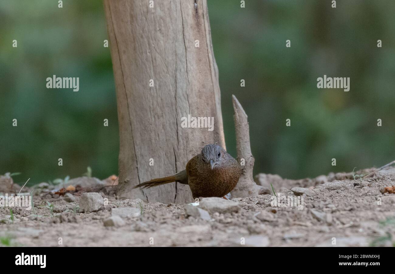 Striato Raughingthrush (Trocalopteron lineatum) che perdeva sull'albero Foto Stock