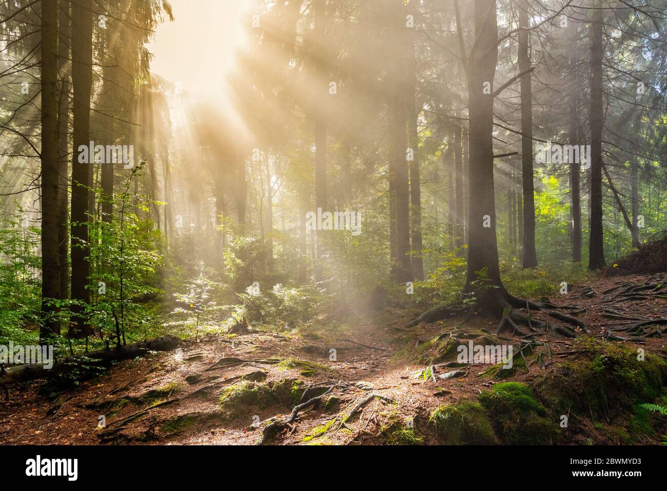 Travi di sole nella foresta di autunno foggy. Foto Stock