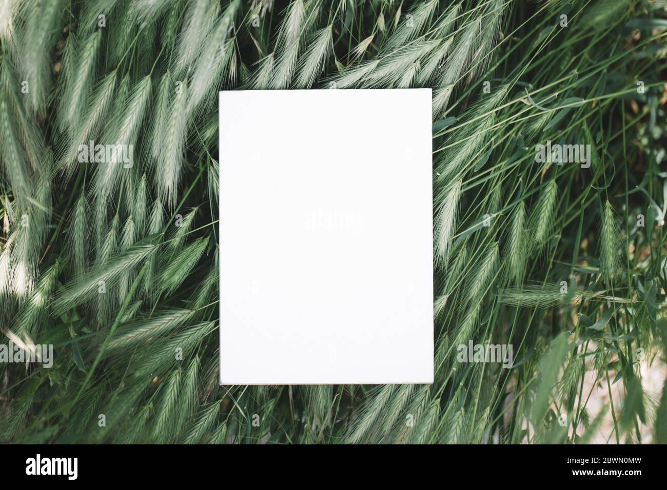 Taccuino bianco o pezzo di carta che si posa nell'erba verde, spazio di copia per il testo luogo atmosfera di moody Foto Stock