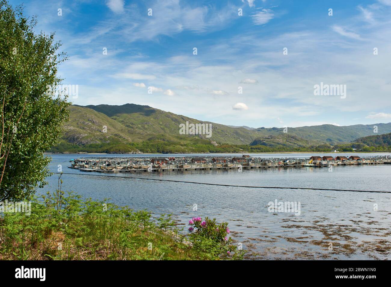 WEST COAST HIGHLANDS SCOZIA SALMONE ALLEVAMENTO DI PESCE IN MARE LOCH AILORT UN GRANDE VIVAIO DI PESCE Foto Stock