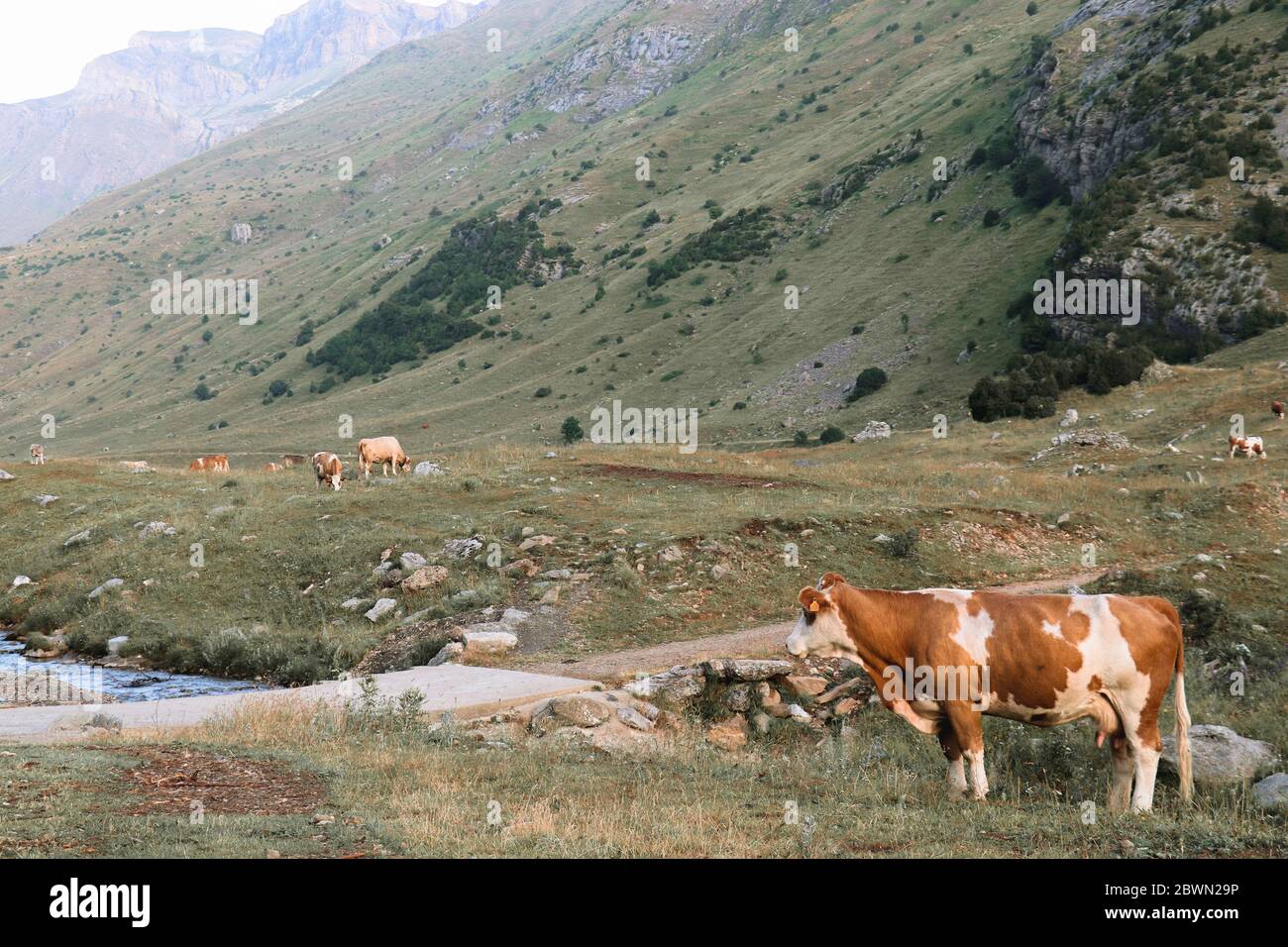 Bella mucca di pelle macchiata in profilo su un prato verde Foto Stock