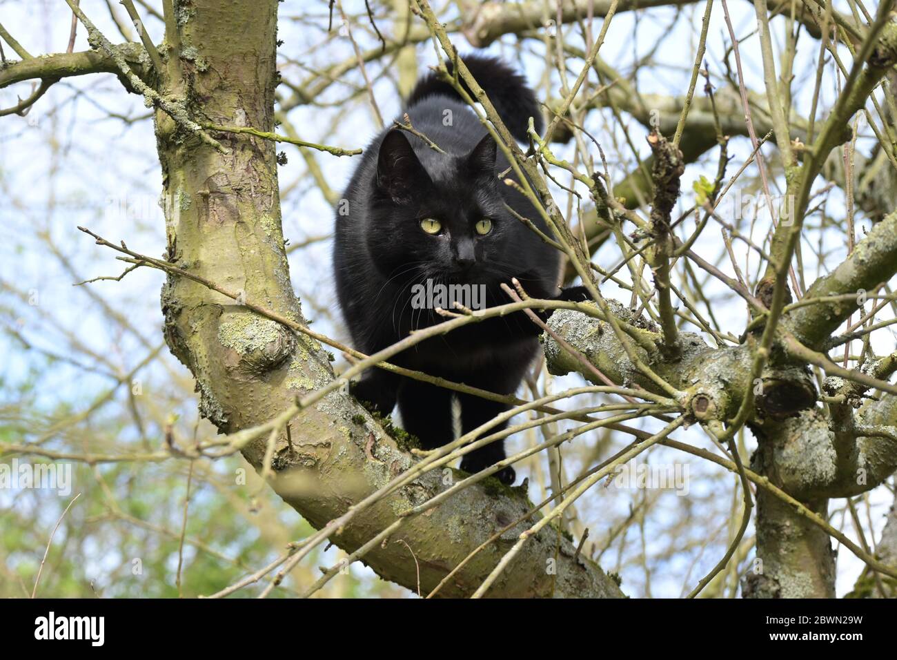 il gatto nero sta arrampicando sui rami di un vecchio albero, spazio di copia, fuoco selezionato Foto Stock