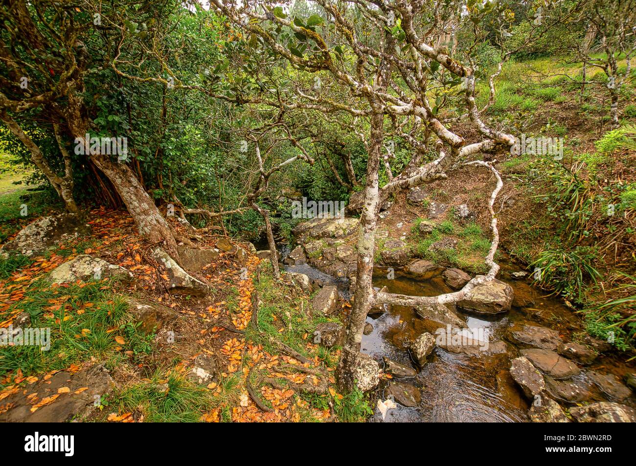 Piccolo ruscello con alberi di legno e foglie d'arancio a Mauritius. Foto Stock