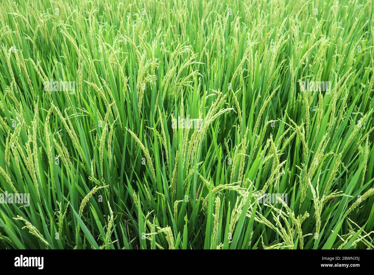 Fondo campo di riso verde primo piano Foto Stock