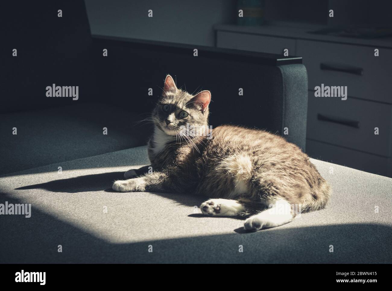 Gatto grigio tabby laing sul divano nel punto di sole a casa closeup Foto Stock