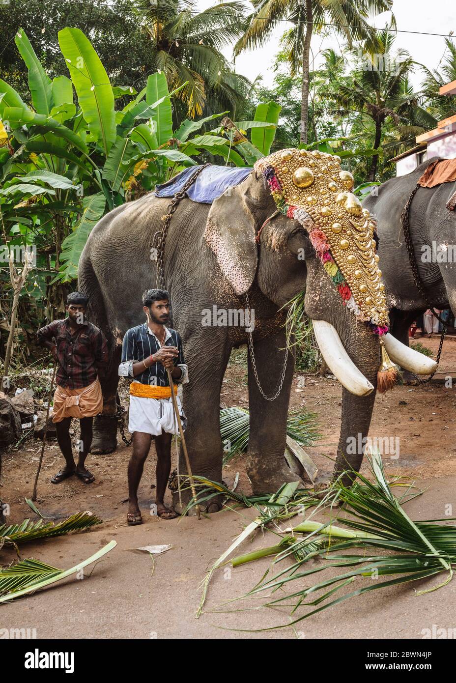 Due elefanti si ergono accanto ad un elefante decorato al festival del tempio di Varkala, Kerala, India Foto Stock