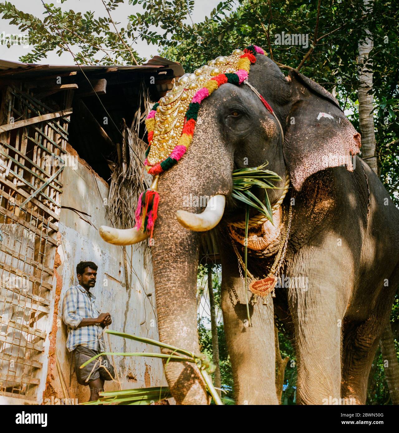 Elephant Handeler si trova vicino a un elefante decorato al festival del tempio di Varkala, Kerala, India Foto Stock