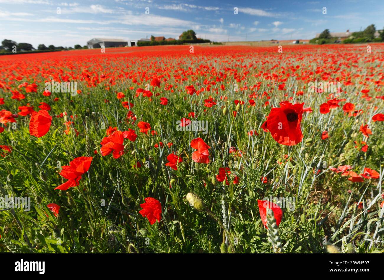 Heacham, Norfolk, Inghilterra, Regno Unito. 2 Giugno 2020. Un campo pieno di papaveri rossi in fiore al sole. Credit: Stuart Aylmer/Alamy Live News Foto Stock