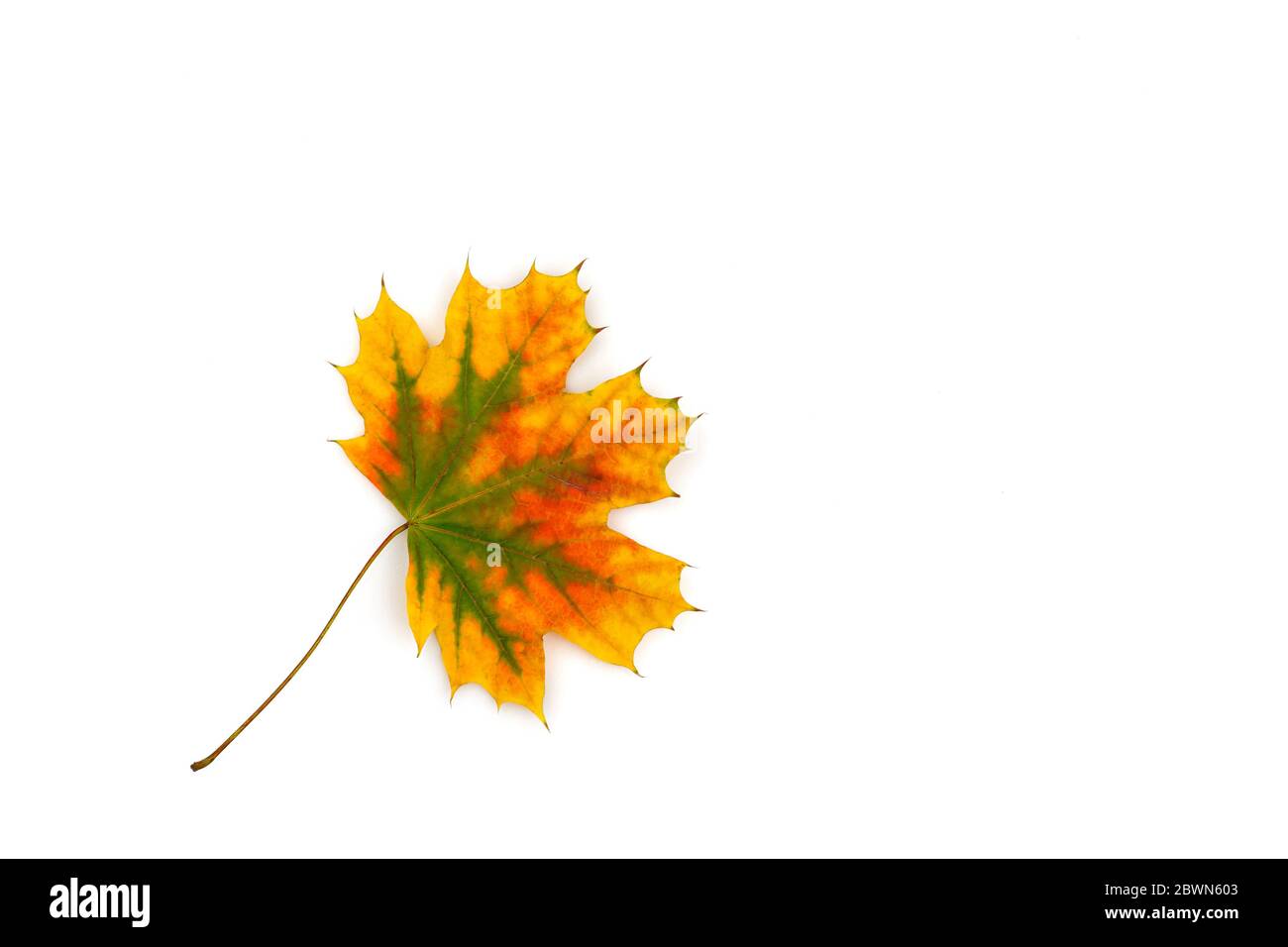 Foglia autunno colorata su sfondo bianco.colori brillanti. Foto Stock