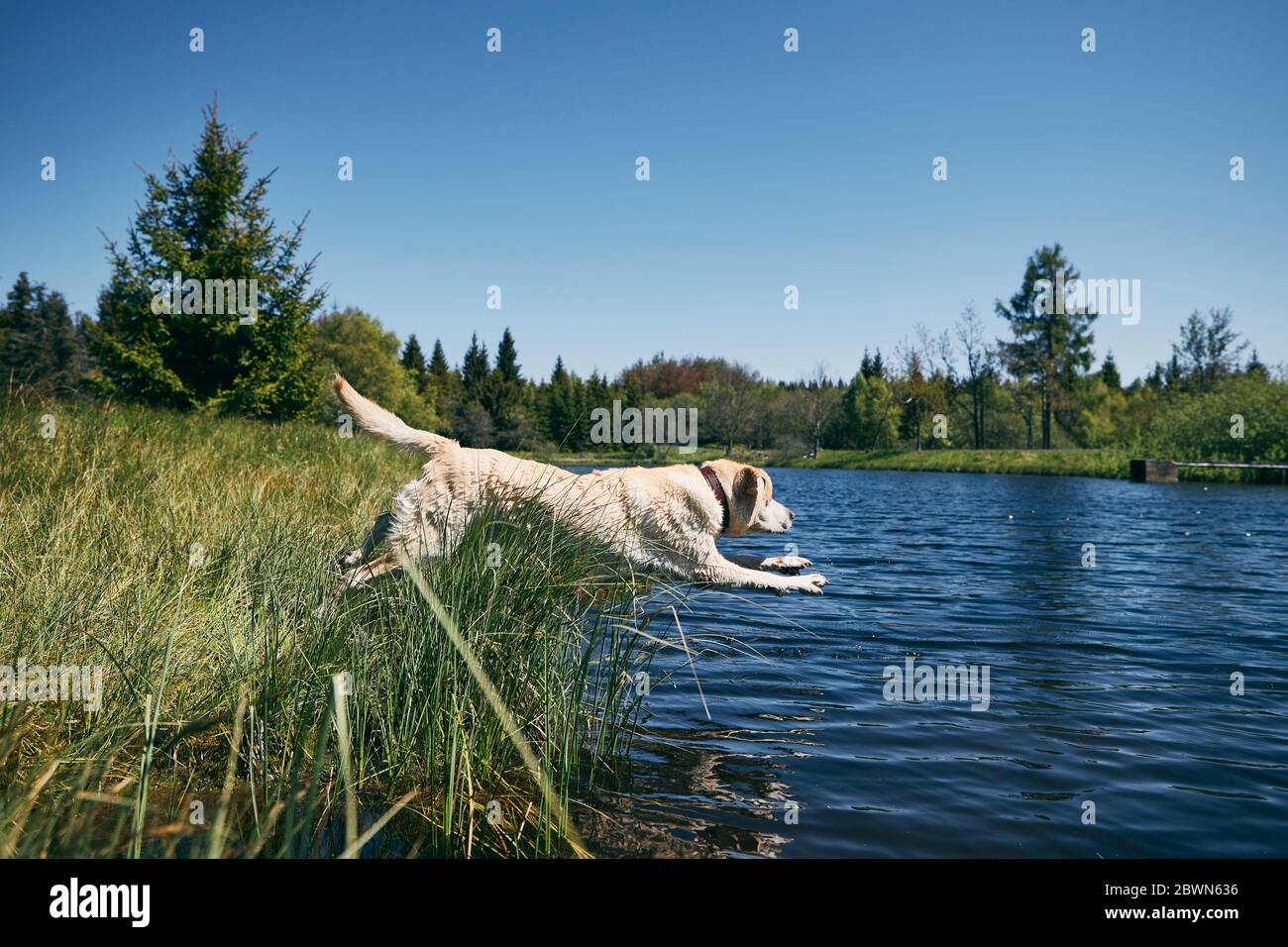 Happy dog (labrador Retriever) che salta al lago nel mezzo di una bella natura. Montagne di ore, Repubblica Ceca Foto Stock