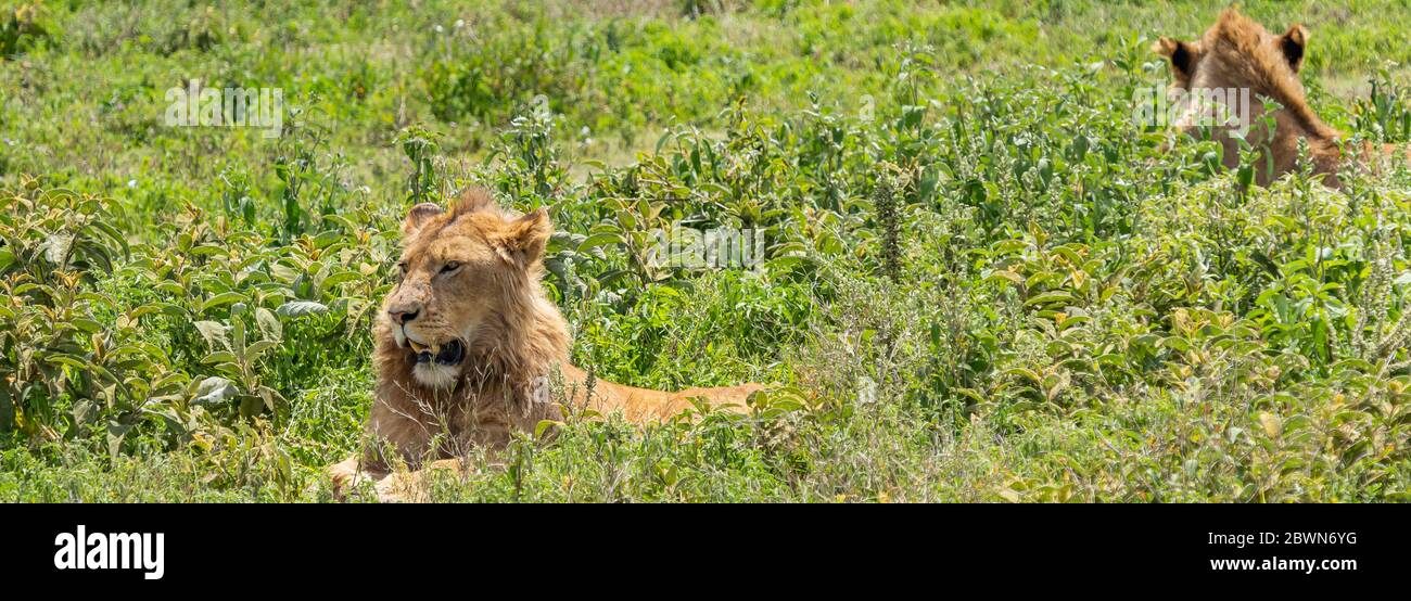 Due splendidi leoni maschili adulti che giacciono sul campo di erba nell'area di Consevazione di Ngorongoro, Serengeti Savanna Tanzania - Safari Africano con escursione di osservazione della fauna selvatica Foto Stock