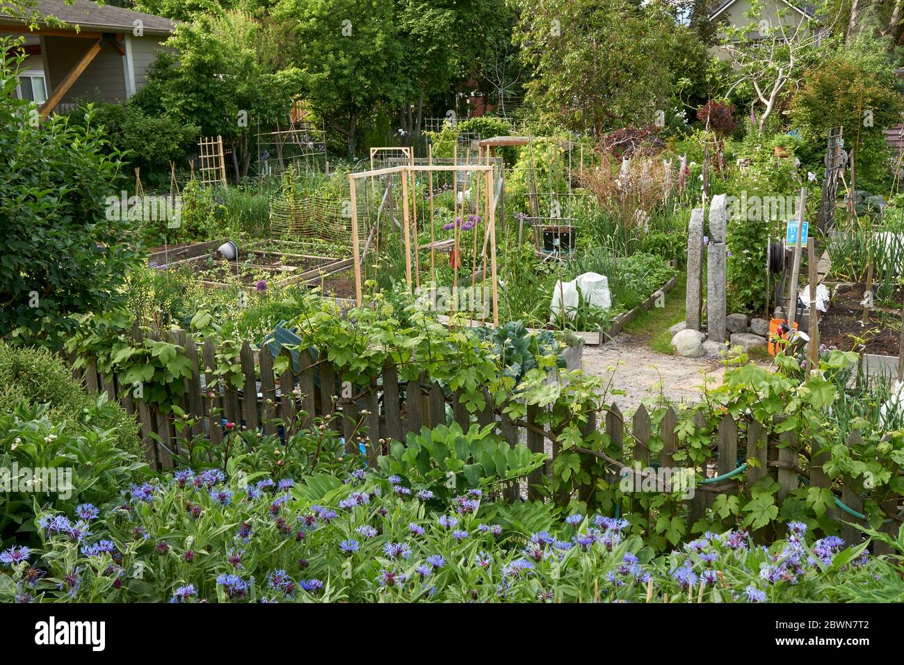 Un giardino di comunità in primavera, Vancouver, BC, Canada Foto Stock