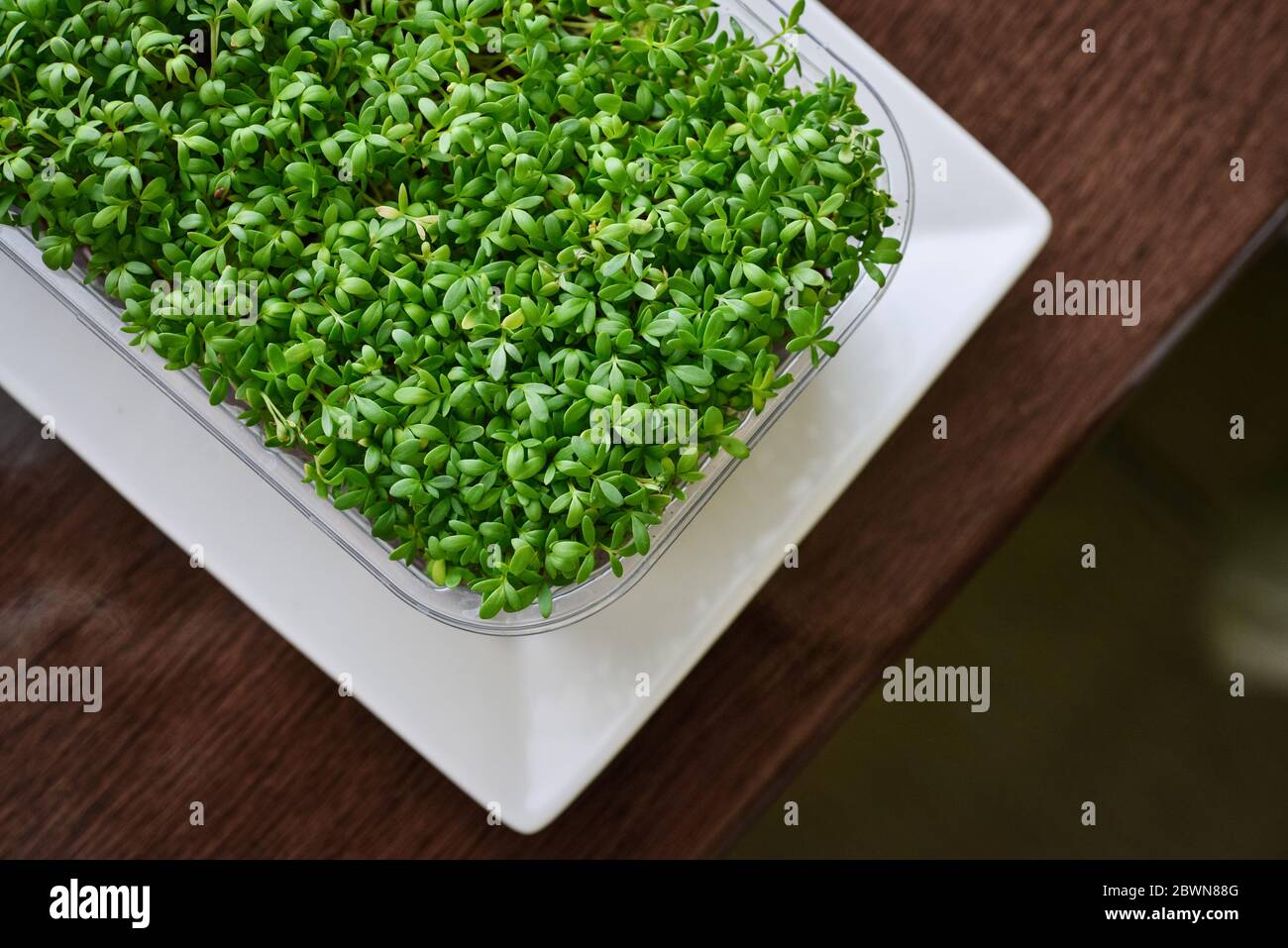 Micrverde di gremito da giardino, piante giovani, in contenitore di plastica sulla vista dall'alto del davanzale Foto Stock