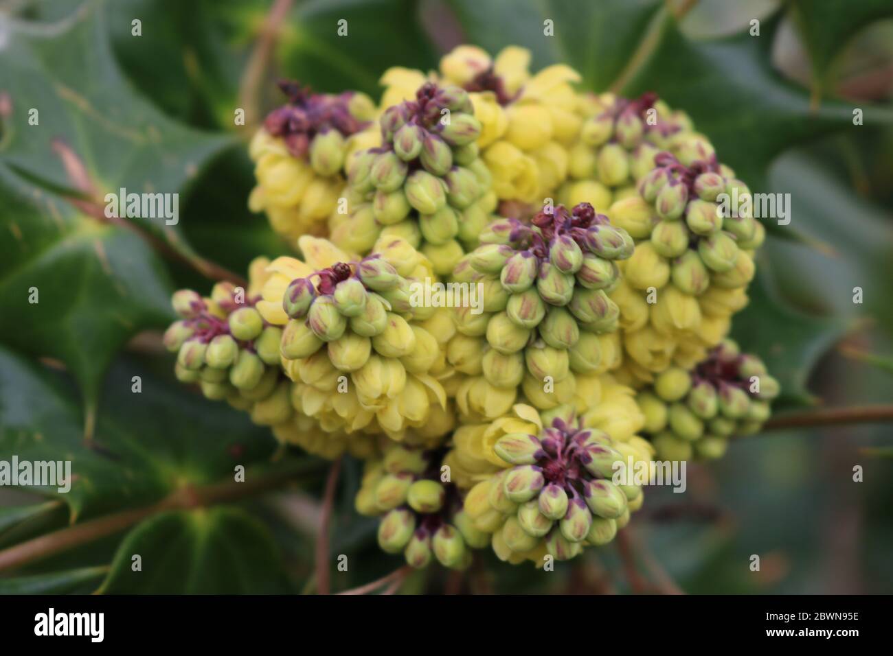 Immagine di un cespuglio di acino dell'uva dell'Oregon, appena prima della fioritura. Foto Stock