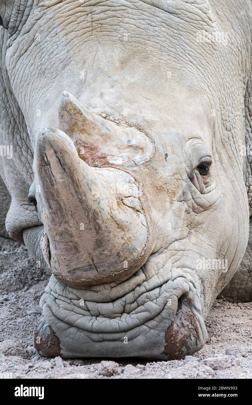Rinoceronte bianco (Ceratotherium simum) primo piano di maschio, originario dell'Africa orientale e meridionale Foto Stock