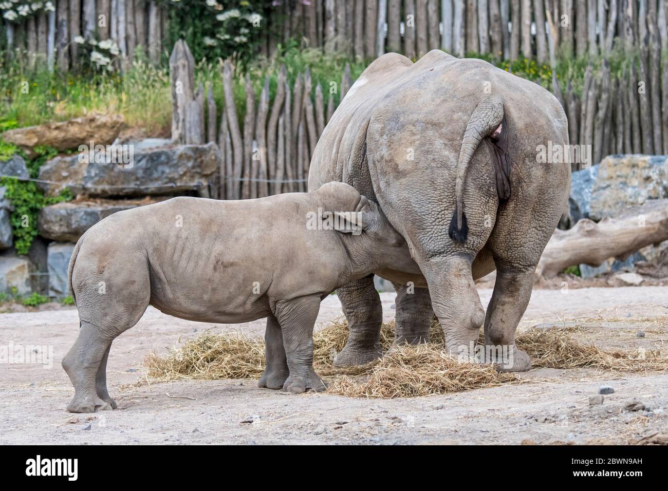 Rinoceronte bianco femmina / rinoceronte bianco (Ceratotherium simum) madre che succhia il vitello bambino in zoo Foto Stock