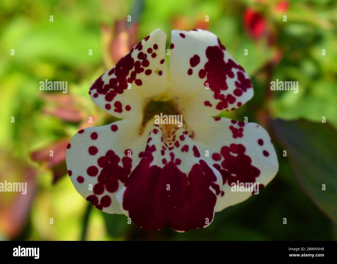 Mimulus Magic blotch bianco con rosa scuro che guarda al centro giallo con sfondo sfocato Foto Stock